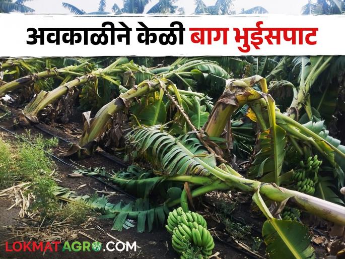 Bad weather hits orchards; damaged Banana garden plot of 5 acres | अवकाळीचा फळबागांना फटका; ५ एकरांतील केळी बाग भुईसपाट Bad weather hits orchards; damaged Banana garden plot of 5 acres | अवकाळीचा फळबागांना फटका; ५ एकरांतील केळी बाग भुईसपाट