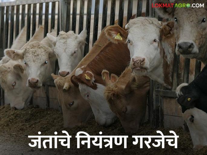 Fungal fodder can support worm infestations | बुरशीजन्य चारा ठरू शकतो जंतांच्या प्रादुर्भावास पोषक Fungal fodder can support worm infestations | बुरशीजन्य चारा ठरू शकतो जंतांच्या प्रादुर्भावास पोषक