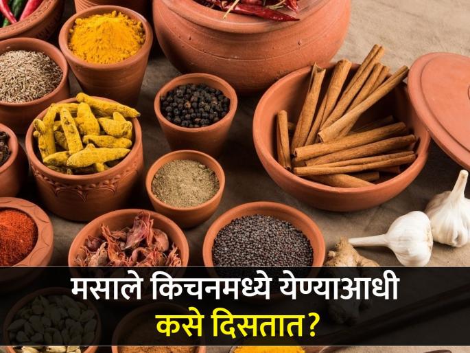 How the spices look like before enter in your kitchen | मसाले किचनमध्ये येण्याआधी कसे दिसतात? शेतात बघितले तर ओळखताही येणार नाहीत! How the spices look like before enter in your kitchen | मसाले किचनमध्ये येण्याआधी कसे दिसतात? शेतात बघितले तर ओळखताही येणार नाहीत!