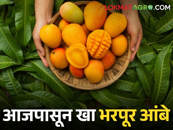 Keshar, Lalbagh, Hapus, Badam; Eat lots of mangoes from today | केशर, लालबाग, हापूस, बदाम; आजपासून खा भरपूर आंबे Keshar, Lalbagh, Hapus, Badam; Eat lots of mangoes from today | केशर, लालबाग, हापूस, बदाम; आजपासून खा भरपूर आंबे