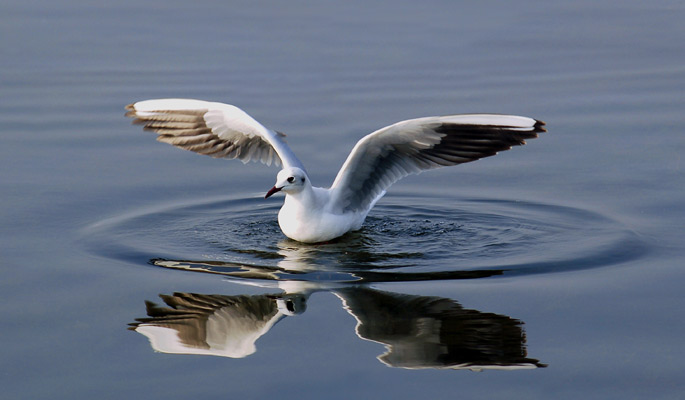 Winter Season gives you oportunity to see and observe various kind of bird of world. Have you make any plan? | थंडीचा हंगामातच पक्षीवैभव अनुभवता येतं..तुम्ही काही प्लॅन केलं आहे का? Winter Season gives you oportunity to see and observe various kind of bird of world. Have you make any plan? | थंडीचा हंगामातच पक्षीवैभव अनुभवता येतं..तुम्ही काही प्लॅन केलं आहे का?