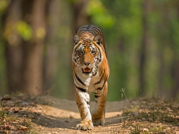 Forest tourism in Madhya Pradesh will start from June 1 | मध्यप्रदेशातील वनपर्यटन १ जूनपासून सुरू होणार Forest tourism in Madhya Pradesh will start from June 1 | मध्यप्रदेशातील वनपर्यटन १ जूनपासून सुरू होणार