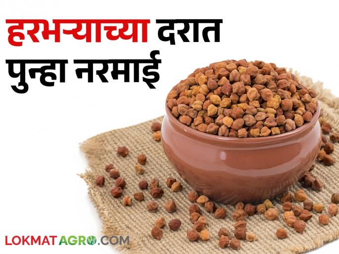 fall in gram prices; Financial crisis of farmers increased | हरभऱ्याच्या दरात घसरण; शेतकऱ्यांची आर्थिक कोंडी वाढली fall in gram prices; Financial crisis of farmers increased | हरभऱ्याच्या दरात घसरण; शेतकऱ्यांची आर्थिक कोंडी वाढली