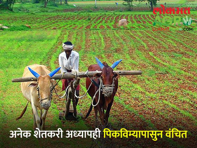 Crop insurance stopped during Kharif season; Farmers do not know who to ask for help! | खरीप हंगामात पीक विमा रखडला; शेतकर्‍यांना दाद कोणाकडे मागावी हेच कळेना!
