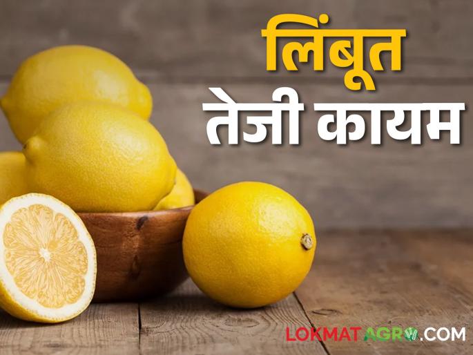 Lemon prices continue to rise; Rates are likely to remain unchanged until the end of summer | लिंबू दर तेजीत कायम; उन्हाळा संपेपर्यंत दर कायम राहण्याची शक्यता Lemon prices continue to rise; Rates are likely to remain unchanged until the end of summer | लिंबू दर तेजीत कायम; उन्हाळा संपेपर्यंत दर कायम राहण्याची शक्यता