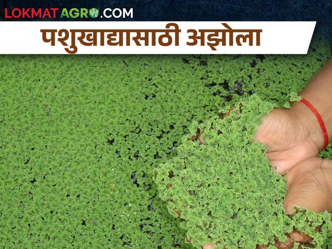 How to make low cost animal feed Azolla? | कमी खर्चातील पशुखाद्य अझोला कसा तयार कराल? How to make low cost animal feed Azolla? | कमी खर्चातील पशुखाद्य अझोला कसा तयार कराल?