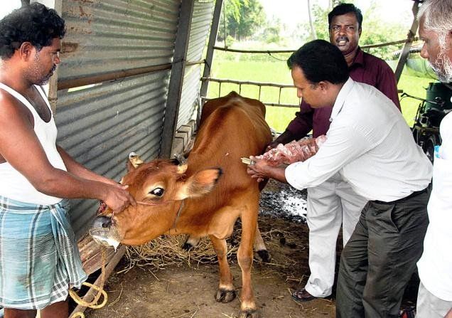 Mobile medical squads in 81 talukas under CM Animal Health Scheme | मुख्यमंत्री पशुस्वास्थ्य योजनेतून ८१ तालुक्यांत फिरती चिकित्सा पथके Mobile medical squads in 81 talukas under CM Animal Health Scheme | मुख्यमंत्री पशुस्वास्थ्य योजनेतून ८१ तालुक्यांत फिरती चिकित्सा पथके