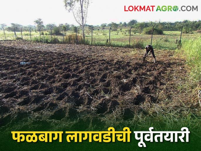Planning for the orchard this year; Then read what should be preparedness management | यंदा फळबागेचे करताहेत नियोजन; मग वाचा काय असावं पूर्वतयारी व्यवस्थापन Planning for the orchard this year; Then read what should be preparedness management | यंदा फळबागेचे करताहेत नियोजन; मग वाचा काय असावं पूर्वतयारी व्यवस्थापन