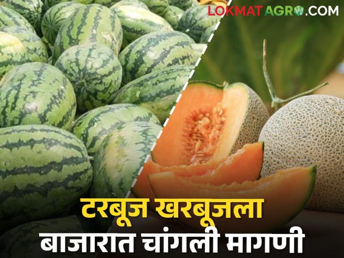 Fruit prices increased by 15 percent compared to last year; The farmers were the sellers | फळांचे भाव गेल्या वर्षीच्या तुलनेत १५ टक्क्यांनी वाढले; शेतकरीच होताहेत विक्रेते Fruit prices increased by 15 percent compared to last year; The farmers were the sellers | फळांचे भाव गेल्या वर्षीच्या तुलनेत १५ टक्क्यांनी वाढले; शेतकरीच होताहेत विक्रेते