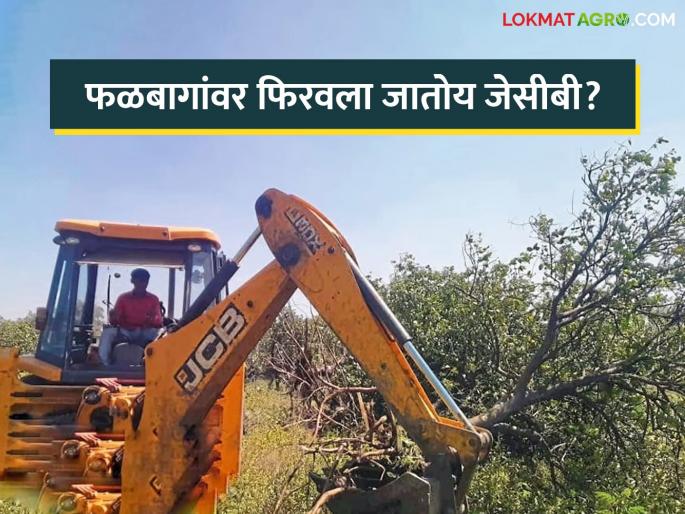 Mosambi orchards cut due to lack of water, JCB moved to orchards | पाण्याअभावी मोसंबीच्या बागा करपल्या; फळबागांवर फिरवला जातोय जेसीबी Mosambi orchards cut due to lack of water, JCB moved to orchards | पाण्याअभावी मोसंबीच्या बागा करपल्या; फळबागांवर फिरवला जातोय जेसीबी