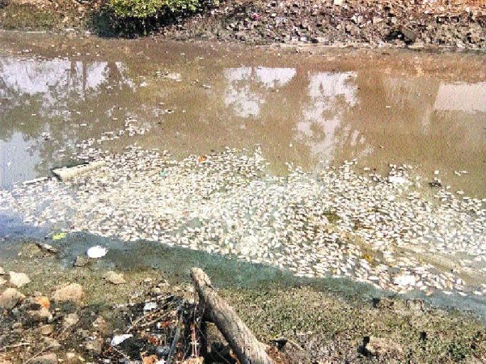  In the Kalamboli cemetery, the cost of dead fish is in danger | कळंबोली खाडीपात्रात मृत माशांचा खच , जलचरांचा जीव धोक्यात
