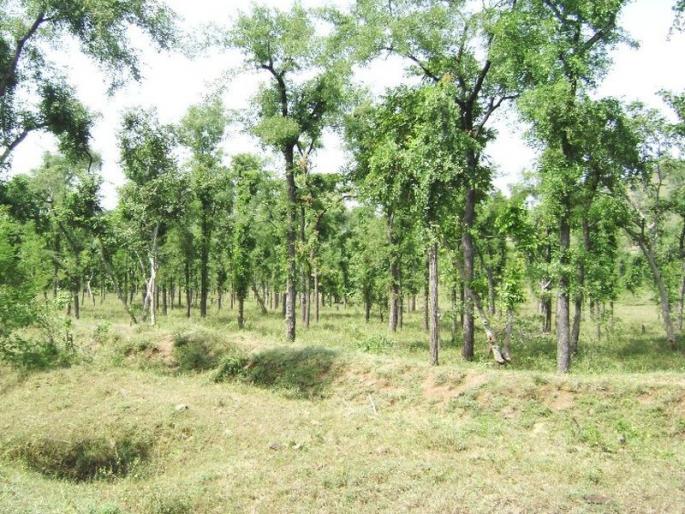 35,000 hectares left for projects in western Vidarbha, land acquisition planning in three years | पश्चिम विदर्भातील प्रकल्पांकरिता ३५ हजार हेक्टर शिल्लक तीन वर्षांत भूसंपादनाचे नियोजन