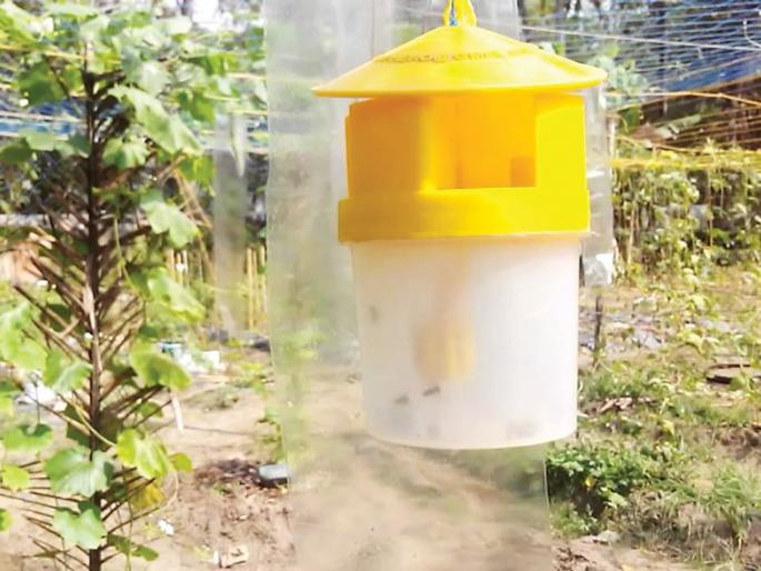 Now Jingin will have feroman traps! | आता जिनिंगमध्ये लावणार कामगंध सापळे! Now Jingin will have feroman traps! | आता जिनिंगमध्ये लावणार कामगंध सापळे!