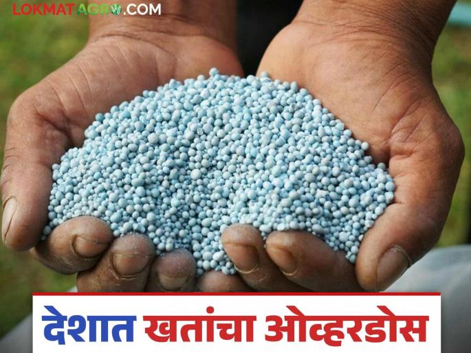 Five time increase in fertilizer use; How much fertilizer are we using? Read in detail | खतांच्या वापरात पाचपट वाढ; किती खते वापरतोय आपण? वाचा सविस्तर Five time increase in fertilizer use; How much fertilizer are we using? Read in detail | खतांच्या वापरात पाचपट वाढ; किती खते वापरतोय आपण? वाचा सविस्तर