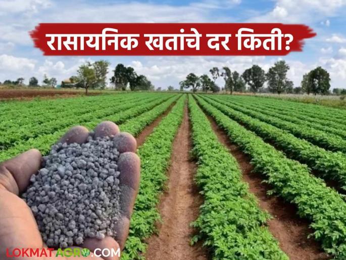 Chemical fertilizers: Prices of chemical fertilizers will increase in the new year; Read in detail what are the new rates | Chemical fertilizers : नवीन वर्षात रासायनिक खतांच्या किमती वाढणार; काय आहेत नवीन दर ते वाचा सविस्तर