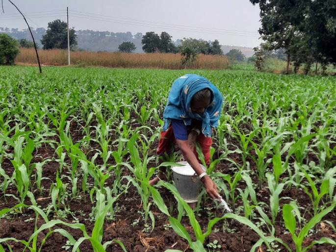 Now 100 percent subsidy will also be available for fertilizers | आता खतांसाठीही १०० टक्के अनुदान मिळणार Now 100 percent subsidy will also be available for fertilizers | आता खतांसाठीही १०० टक्के अनुदान मिळणार