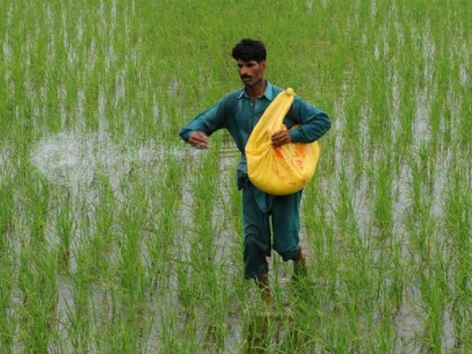 Overdose of fertilizers, use has increased fivefold in four decades; Soil health in danger | खतांचा ओव्हरडोस, चार दशकांत पाचपट वाढला वापर; मातीचे आरोग्य धोक्यात Overdose of fertilizers, use has increased fivefold in four decades; Soil health in danger | खतांचा ओव्हरडोस, चार दशकांत पाचपट वाढला वापर; मातीचे आरोग्य धोक्यात