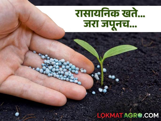 Use chemical fertilizers as per soil testing report | Soil Testing Report माती तपासणीच्या अहवालानुसारच वापरा रासायनिक खते Use chemical fertilizers as per soil testing report | Soil Testing Report माती तपासणीच्या अहवालानुसारच वापरा रासायनिक खते