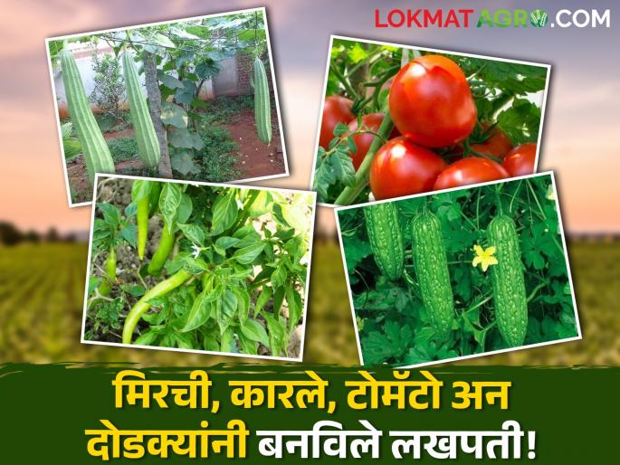 A young farmer holding a degree in agriculture embraced modernity | कृषी पदवीधारक युवा शेतकऱ्याने धरली आधुनिकतेची कास A young farmer holding a degree in agriculture embraced modernity | कृषी पदवीधारक युवा शेतकऱ्याने धरली आधुनिकतेची कास