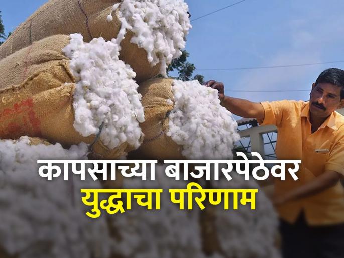 No price, no cotton; The impact of the war on the cotton market this year | भाव नाही तर कापूसही नाही; कापूस बाजारपेठेवर यंदा युद्धाचाही परिणाम No price, no cotton; The impact of the war on the cotton market this year | भाव नाही तर कापूसही नाही; कापूस बाजारपेठेवर यंदा युद्धाचाही परिणाम