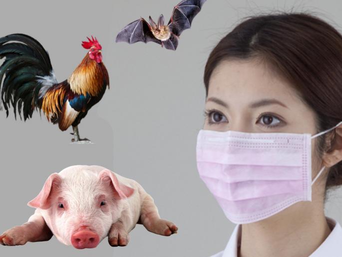 coronavirus: The global threat of animal influenza viruses of zoonotic api | coronavirus : कोरोनासारखेच घातक आहेत प्राण्यांमधून मनुष्यात शिरणारे 'हे' व्हायरस, तुम्हाला माहीत आहेत का? coronavirus: The global threat of animal influenza viruses of zoonotic api | coronavirus : कोरोनासारखेच घातक आहेत प्राण्यांमधून मनुष्यात शिरणारे 'हे' व्हायरस, तुम्हाला माहीत आहेत का?