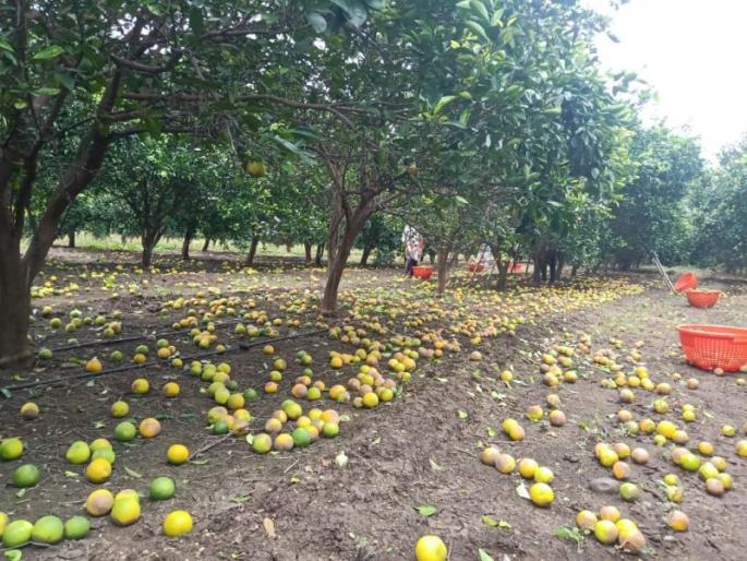 Disease outbreak on soybeans on the one hand; Farmers nervous | एकीकडे मोसंबी गळती दुसरीकडे सोयाबीनवर रोगांचा प्रादुर्भाव; शेतकरी चिंताग्रस्त Disease outbreak on soybeans on the one hand; Farmers nervous | एकीकडे मोसंबी गळती दुसरीकडे सोयाबीनवर रोगांचा प्रादुर्भाव; शेतकरी चिंताग्रस्त