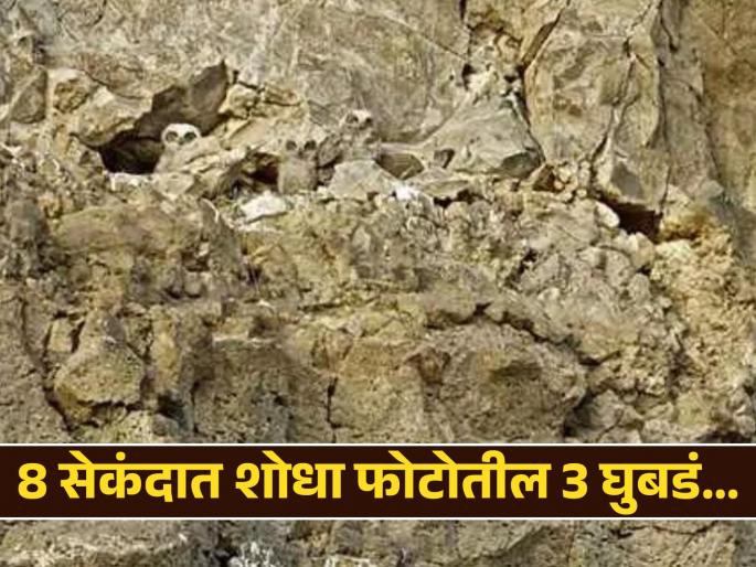 Optical illusion challenge : Find 3 owls on the rocks in 8 seconds | Optical Illusion: डोंगरामध्ये लपून बसले आहेत 3 घुबडं, 8 सेंकदात शोधण्याचं आहे चॅलेंज! Optical illusion challenge : Find 3 owls on the rocks in 8 seconds | Optical Illusion: डोंगरामध्ये लपून बसले आहेत 3 घुबडं, 8 सेंकदात शोधण्याचं आहे चॅलेंज!