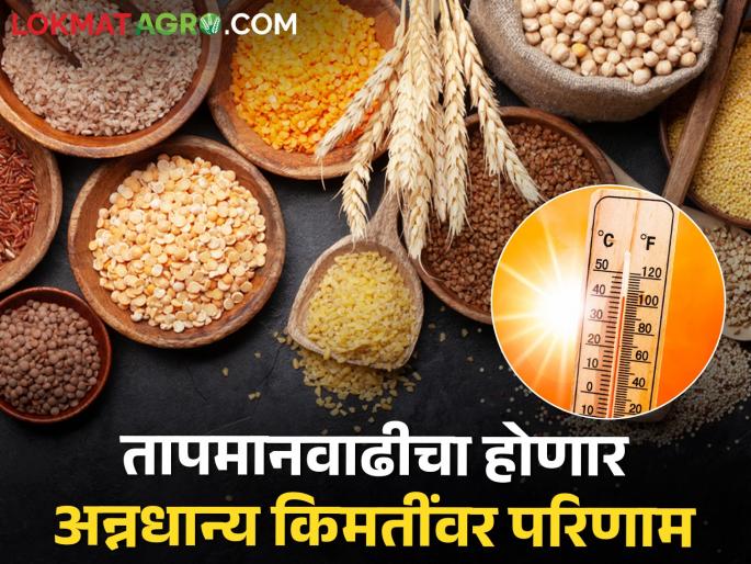 Global warming will increase the price of food grains, till 2035.... | तापमानवाढीमुळे अन्नधान्यांच्या किमतीत होणार वाढ, २०३५ पर्यंत.. Global warming will increase the price of food grains, till 2035.... | तापमानवाढीमुळे अन्नधान्यांच्या किमतीत होणार वाढ, २०३५ पर्यंत..
