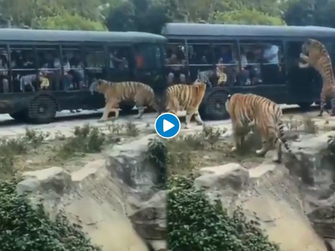 Tigers were roaming around tourists vehicle what happens next see shocking video | VIDEO : गाडीत बसले होते टुरिस्ट, काही वेळातच तीन वाघांनी गाडीला दिला वेढा आणि.... Tigers were roaming around tourists vehicle what happens next see shocking video | VIDEO : गाडीत बसले होते टुरिस्ट, काही वेळातच तीन वाघांनी गाडीला दिला वेढा आणि....