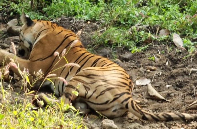 Tigress was found dead at the Pench Tiger Reserve | पेंच व्याघ्र प्रकल्पात संशयास्पदरित्या मृतावस्थेत आढळली वाघीण Tigress was found dead at the Pench Tiger Reserve | पेंच व्याघ्र प्रकल्पात संशयास्पदरित्या मृतावस्थेत आढळली वाघीण