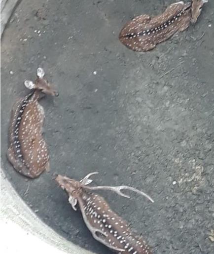 Three deer fell into a well in Gondia district | गोंदिया जिल्ह्यात विहिरीत पडले तीन चितळ Three deer fell into a well in Gondia district | गोंदिया जिल्ह्यात विहिरीत पडले तीन चितळ