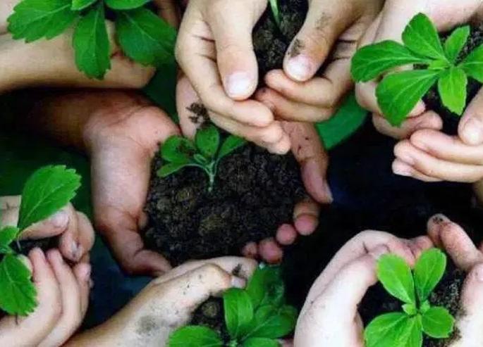 Prohibition of foreign seedlings; Action to be taken against foresters | मनाई झुगारून विदेशी रोपांची निर्मिती; वनाधिकाऱ्यांविरूद्ध होणार कारवाई