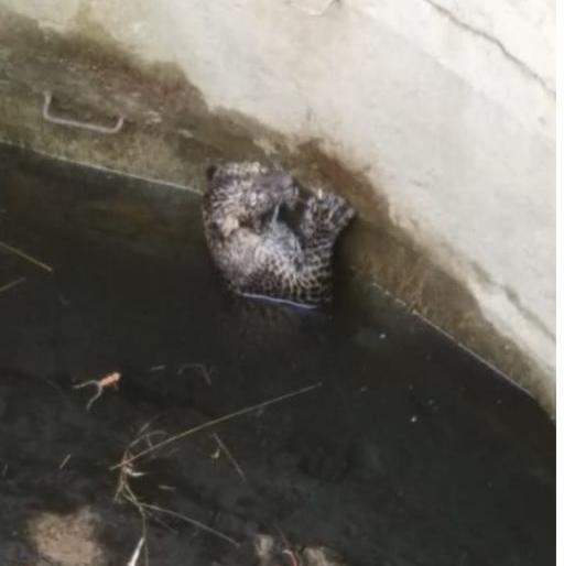 Life given to a leopard that fell into a well in Bhandara district | भंडारा जिल्ह्यात विहिरीत पडलेल्या बिबट्याला जीवनदान