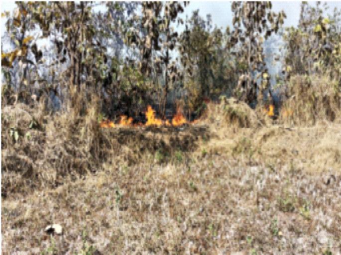 Forest fires destroyed in 184 fire incidents; Efforts needed to save the forest | आगीच्या १८४ घटनांमध्ये वनसंपदा जळून खाक; जंगल वाचविण्यासाठी प्रयत्नांची गरज