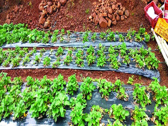 uncerten rains brings strawberry growers to a halt! | अवकाळीने आणली स्ट्रॉबेरी उत्पादकांना अवकळा! uncerten rains brings strawberry growers to a halt! | अवकाळीने आणली स्ट्रॉबेरी उत्पादकांना अवकळा!