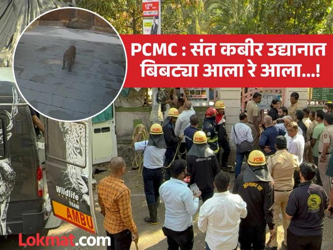 The leopard has arrived Incident of leopard being found in Sant Kabir Park | बिबट्या आला रे आला..! संत कबीर उद्यानात बिबट्या आढळल्याची घटना The leopard has arrived Incident of leopard being found in Sant Kabir Park | बिबट्या आला रे आला..! संत कबीर उद्यानात बिबट्या आढळल्याची घटना