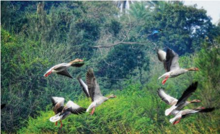 The second year also saw the arrival of European geese | दुसऱ्या वर्षीही युरोपियन कलहंस पक्ष्यांचे आगमन
