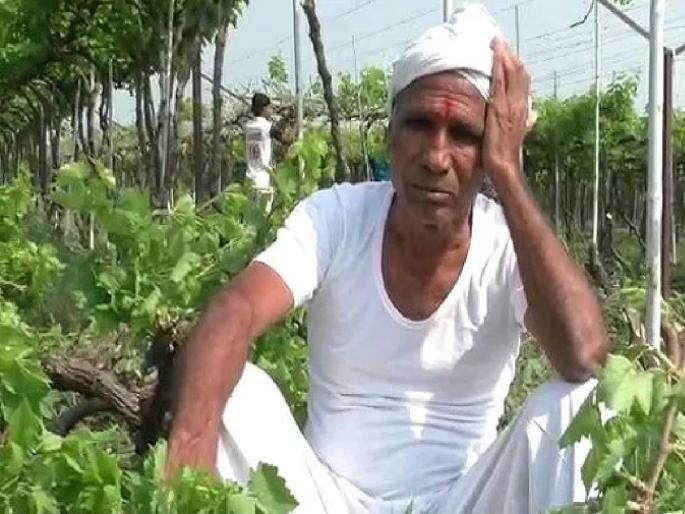Farmers desperate due to the whims of nature, time to swing the ax on the orchards | निसर्गाच्या लहरीमुळे शेतकरी हतबल, बागांवर कुऱ्हाड फिरवण्याची वेळ Farmers desperate due to the whims of nature, time to swing the ax on the orchards | निसर्गाच्या लहरीमुळे शेतकरी हतबल, बागांवर कुऱ्हाड फिरवण्याची वेळ