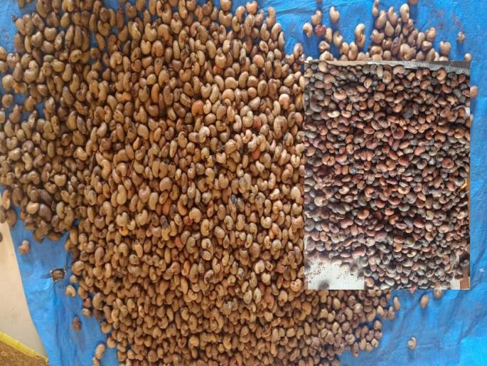 Cashew nuts were picked by growers while factory workers stopped taking cashew nuts; Cashew nuts turned black due to unseasonal rain | बागायतदारांकडून काजूची निवड तर कारखानदारांनी काजू घेणे केले बंद; अवकाळी पावसाने काजू बिया पडल्या काळ्या Cashew nuts were picked by growers while factory workers stopped taking cashew nuts; Cashew nuts turned black due to unseasonal rain | बागायतदारांकडून काजूची निवड तर कारखानदारांनी काजू घेणे केले बंद; अवकाळी पावसाने काजू बिया पडल्या काळ्या