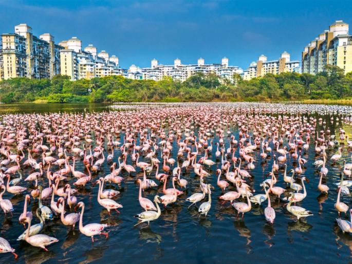 39 flamingo dead open skies of Mumbai... | ३९ फ्लेमिंगोंनी त्यांचा अखेरचा श्वास मुंबईच्या मोकळ्या आकाशात घेतला... 39 flamingo dead open skies of Mumbai... | ३९ फ्लेमिंगोंनी त्यांचा अखेरचा श्वास मुंबईच्या मोकळ्या आकाशात घेतला...