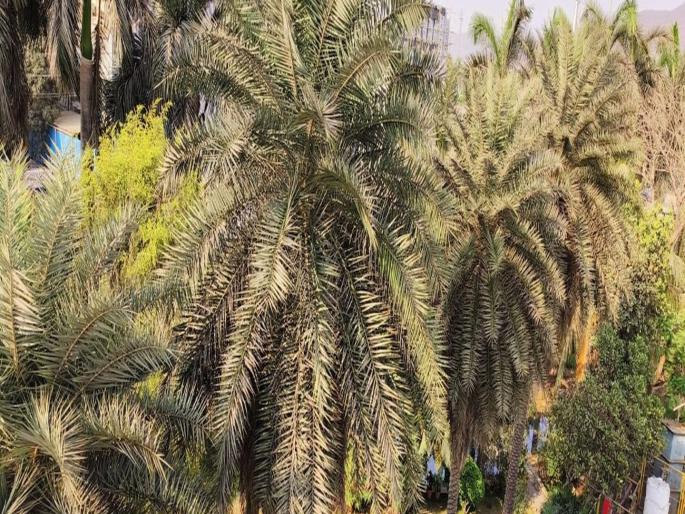 Ghat to cut 200 trees in Pawne, Environmentalists complain to Chief Minister | पावणे येथे २०० झाडे तोडण्याचा घाट, पर्यावरणवाद्यांची मुख्यमंत्र्यांकडे तक्रार Ghat to cut 200 trees in Pawne, Environmentalists complain to Chief Minister | पावणे येथे २०० झाडे तोडण्याचा घाट, पर्यावरणवाद्यांची मुख्यमंत्र्यांकडे तक्रार