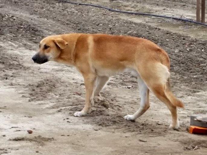 The dog bites the girl; Ten months later, a complaint was lodged on the police's Twitter handle | कुत्र्याचा मुलीला चावा; दहा महिन्यांनी पोलिसांच्या टिष्ट्वटर हॅण्डलवर तक्रार दाखल The dog bites the girl; Ten months later, a complaint was lodged on the police's Twitter handle | कुत्र्याचा मुलीला चावा; दहा महिन्यांनी पोलिसांच्या टिष्ट्वटर हॅण्डलवर तक्रार दाखल