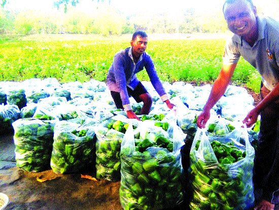 Shimla mirachi over shallow water | ओहळाच्या पाण्यावर पिकवली सिमला मिरची Shimla mirachi over shallow water | ओहळाच्या पाण्यावर पिकवली सिमला मिरची