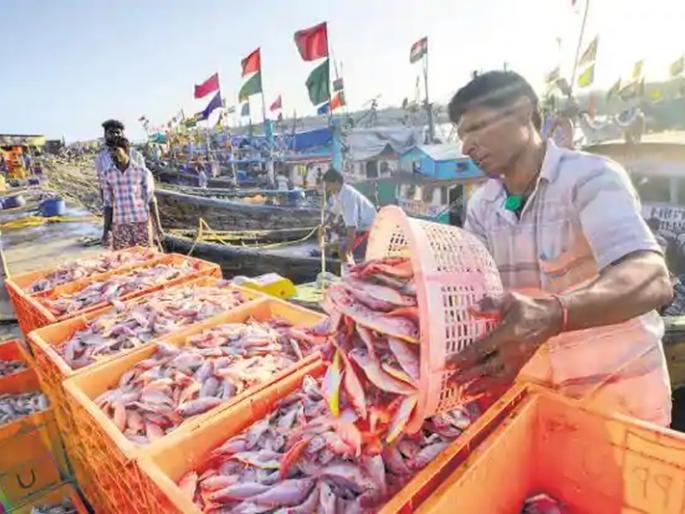 Next season 'Fish-Dry' due to Corona | कोरोनामुळे पुढच्या हंगामात ‘मत्स्य-सुकाळ’ Next season 'Fish-Dry' due to Corona | कोरोनामुळे पुढच्या हंगामात ‘मत्स्य-सुकाळ’