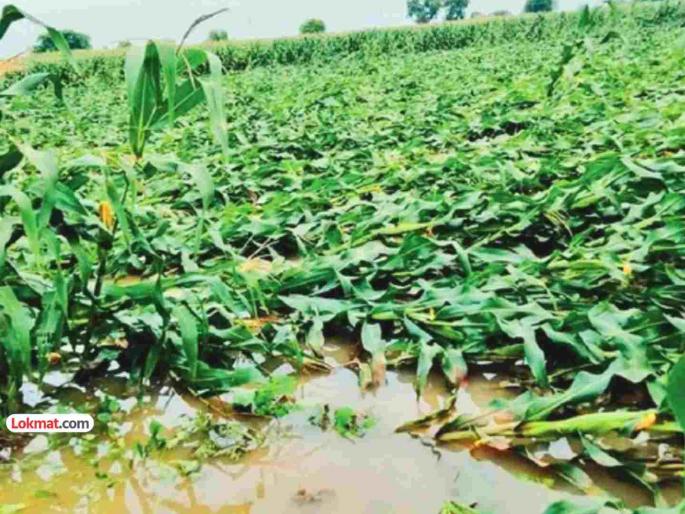 Seas are rough alert issued Tears in eyes Rains everywhere in Marathwada 53 animals killed | समुद्र खवळला, सतर्कतेच्या सूचना; डोळ्यांत पाणी! मराठवाड्यात सर्वदूर पाऊस, ५३ पशू ठार