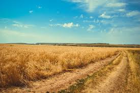 field roads not completed; a headache for farmers | रोहयोतील शेतरस्ते शेतकऱ्यांसाठी डोकेदुखी field roads not completed; a headache for farmers | रोहयोतील शेतरस्ते शेतकऱ्यांसाठी डोकेदुखी