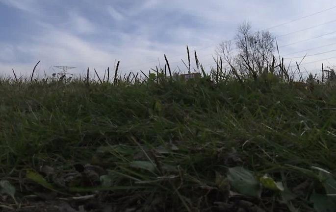 Paddy crop theft by assaulting the elderly of Deolali | देवळालीतील वृद्धास मारहाण करून भात पिकाची चोरी