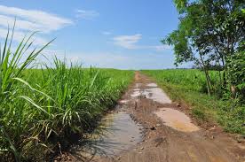 fields road works pending in akola district | पाणंद रस्त्यांची कामे अडकली आराखड्यात! fields road works pending in akola district | पाणंद रस्त्यांची कामे अडकली आराखड्यात!