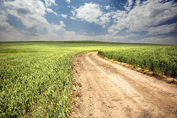 Fields Road works delayed due to layout not prepared | आराखड्यांच्या विलंबात रेंगाळली पाणंद रस्त्यांची कामे!