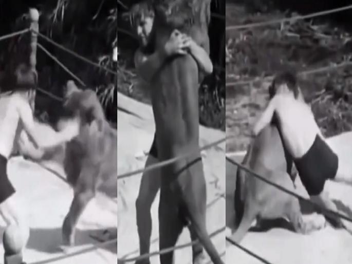 man clashed with lion in the boxing ring; Watch the shocking video | एकच फाईट..! बॉक्सिंगच्या रिंगमध्ये जंगलाच्या राजाशी भिडला; पाहा धक्कादायक video... man clashed with lion in the boxing ring; Watch the shocking video | एकच फाईट..! बॉक्सिंगच्या रिंगमध्ये जंगलाच्या राजाशी भिडला; पाहा धक्कादायक video...
